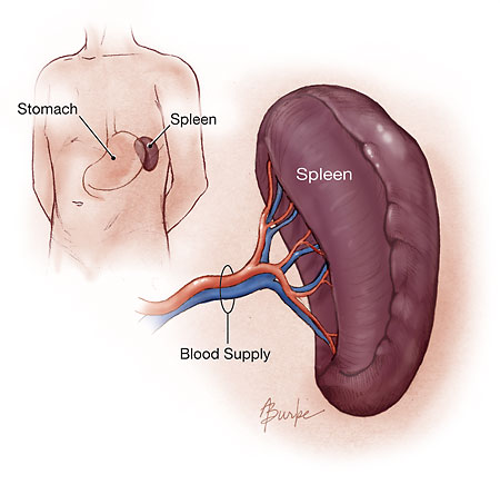 Spleen