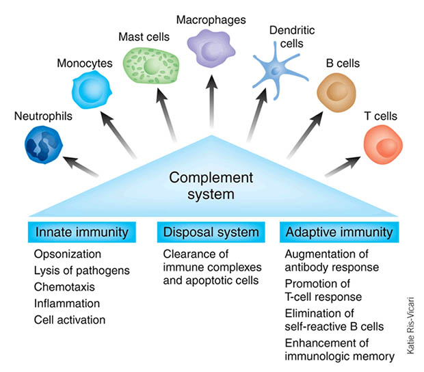 complement_system