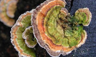 coriolus_versicolor