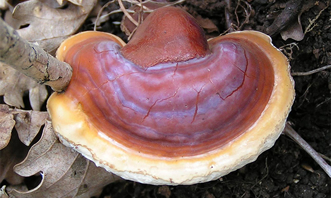 ganoderma_lucidum