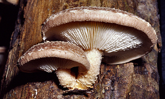 lentinula_edodes