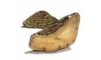 phellinus_linteus