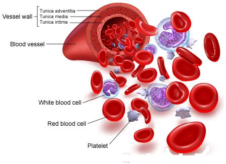 white_blood_cells