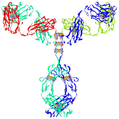 antibody