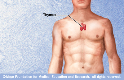 thymus